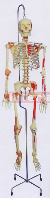 168 CM TALL ADULT MALE CLEAR CARTILAGE SKELETON MODEL.